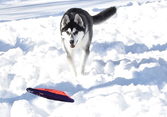 Husky chasing frisbee in snow.