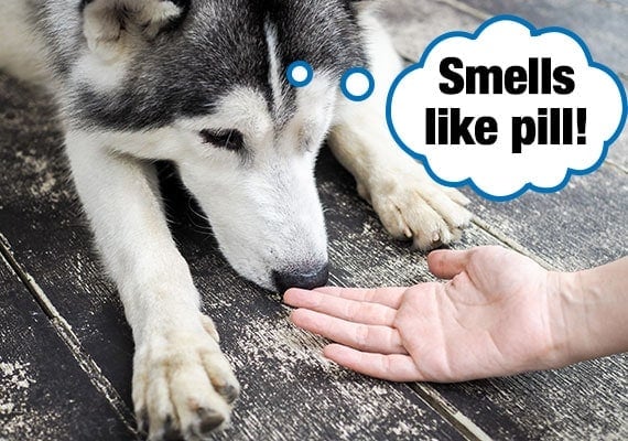 Husky dog smelling residue from medicine pill on woman's hands.