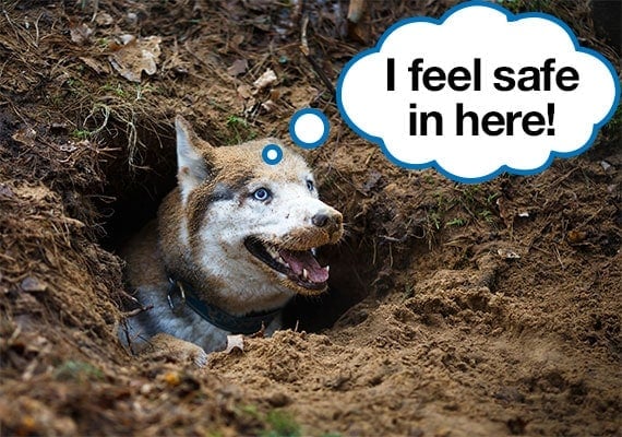 Husky hiding in a hole he dug in ground and using it as shelter from weather with speech bubble