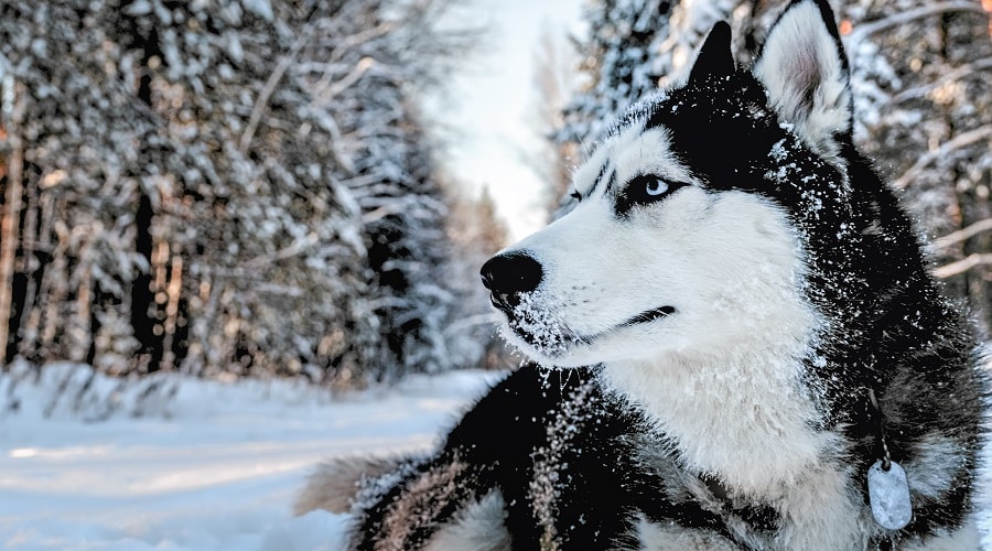 Husky in Snow