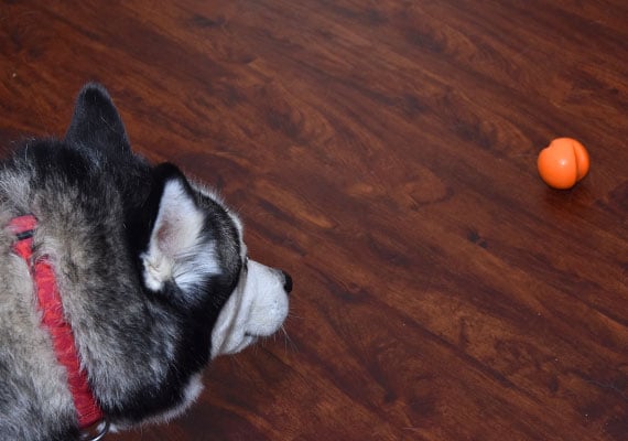 Husky playing fetch with West Paw Jive Dog Toy.