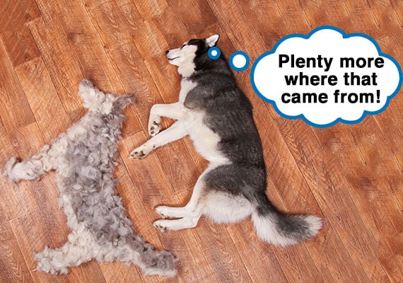 Husky sleeping next to hair that has shed on floor swept up into shape of dog
