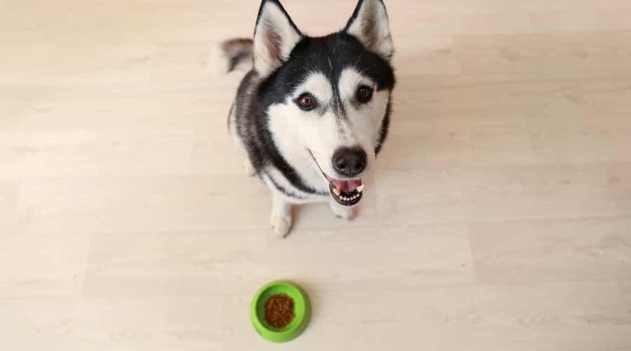Husky waiting for Food