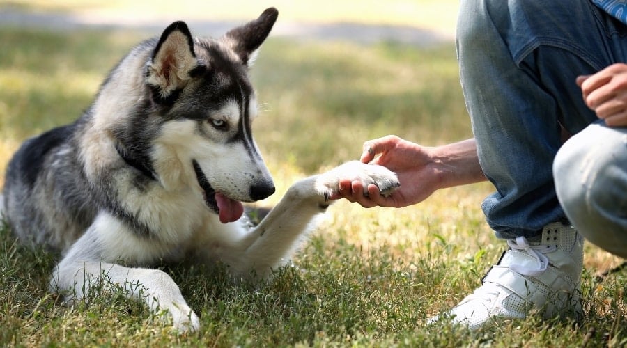 Husky holding owners hand as an act of love in a field.