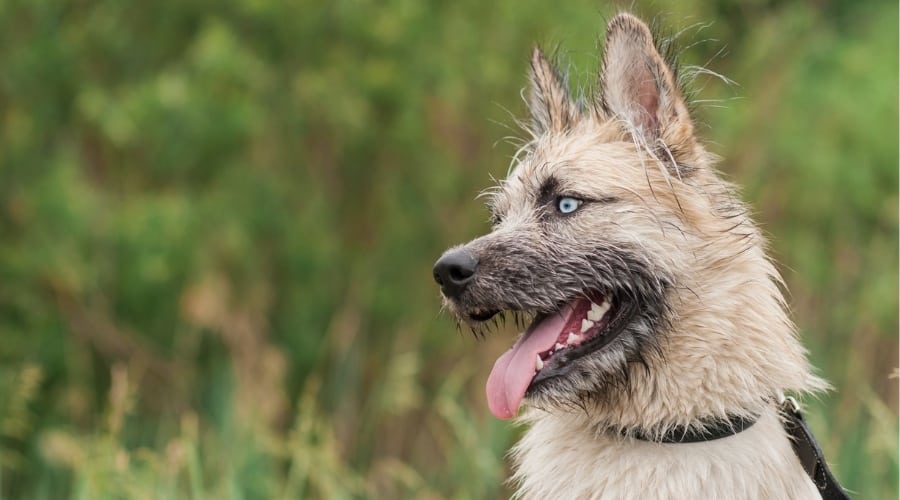 Huskydoodle Outdoors