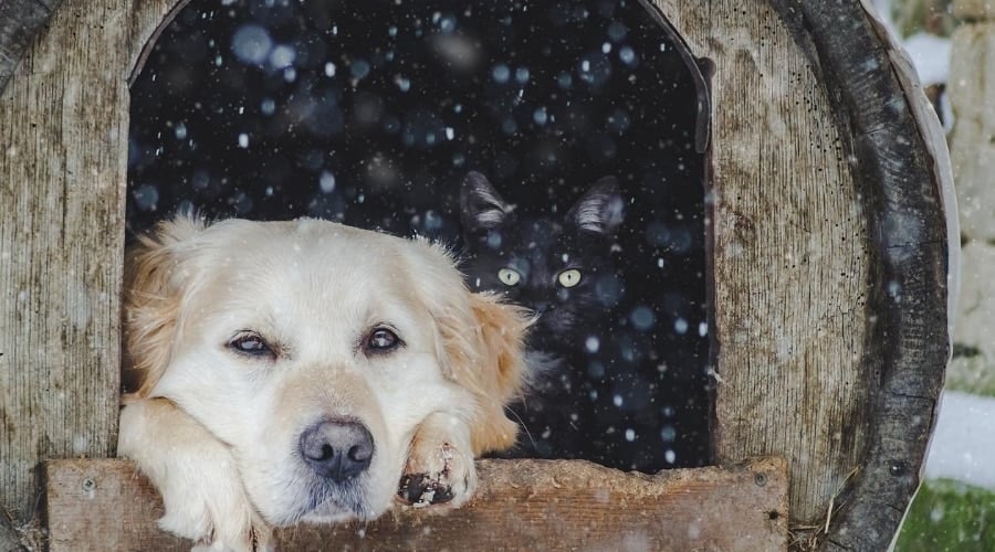 Hypothermic Dog