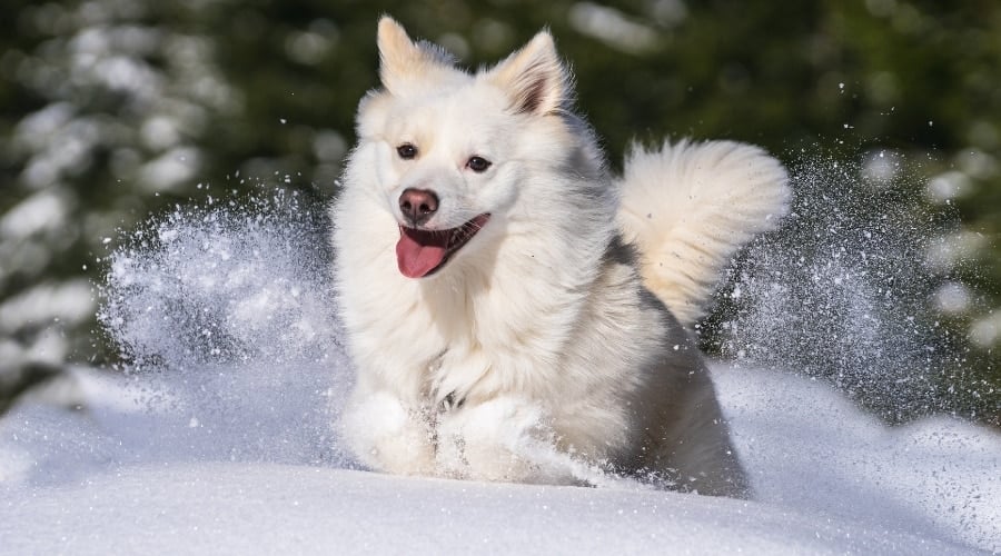 Icelanding Sheepdog in Snow