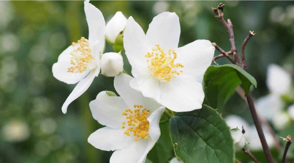 Mock Orange