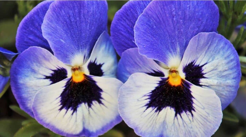 Purple Violet