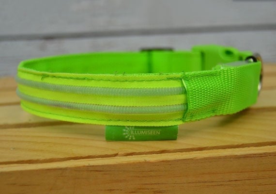 Illumiseen USB Rechargable LED Dog Collar in daylight