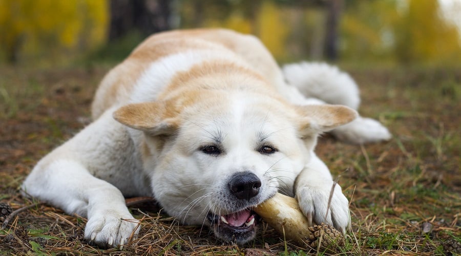 Imo Inu