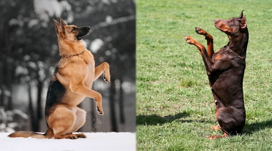 Impressive Dogs Sitting on Hind Legs