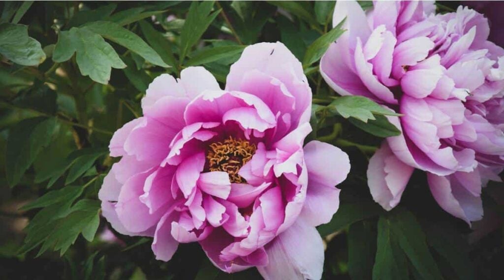 Peony