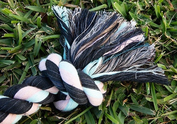 Individual strands of cotton at the end of twisted dog rope