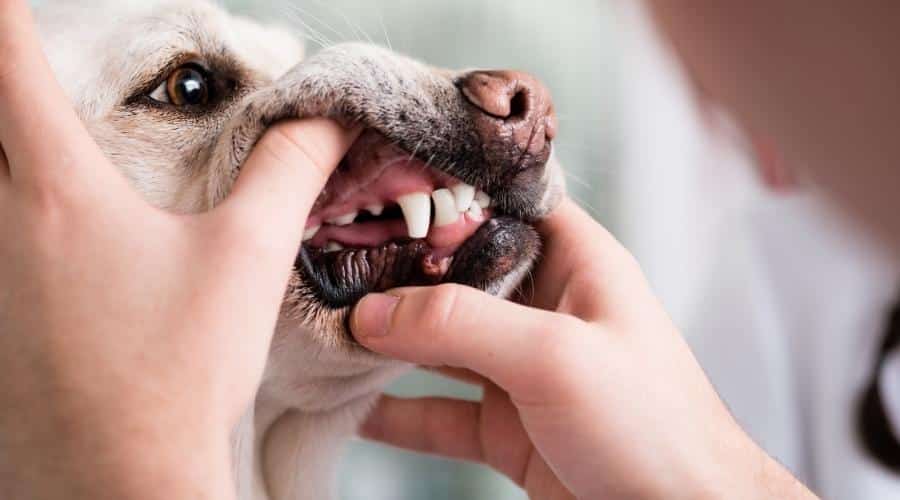 Inspecting a dog's teeth.