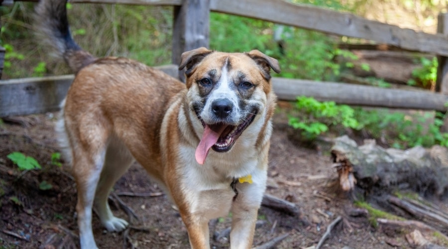 Interesting Mix Dog Outdoors