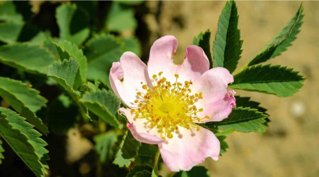 Wild Prairie Rose