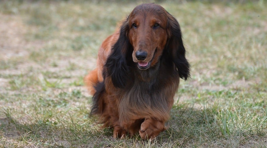 Irish Dachshund