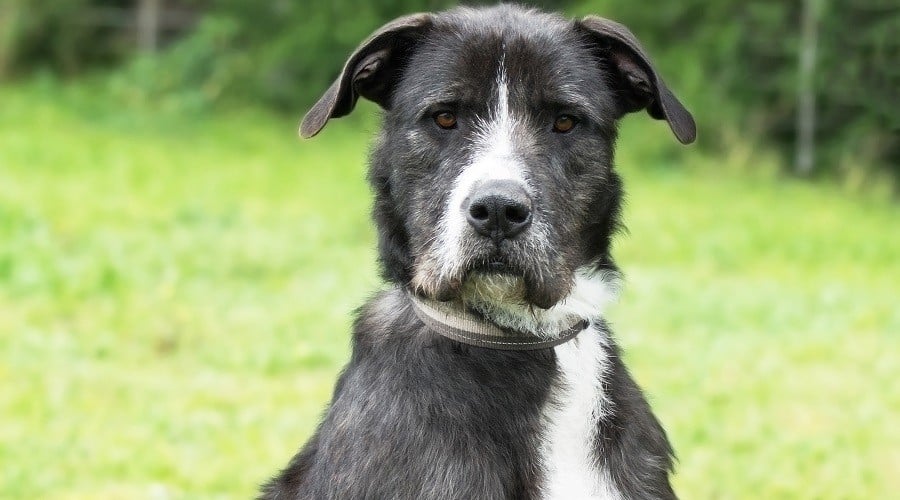 Irish Dane