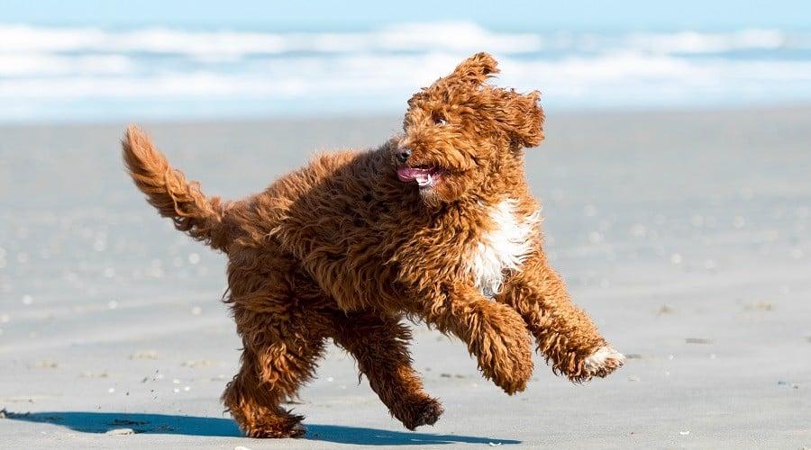 Irish Doodle Mix