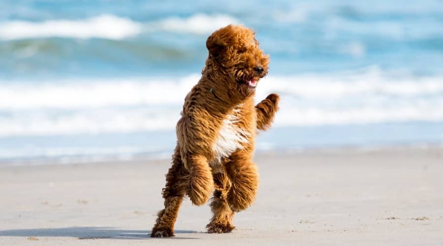 Irish Doodle Playing on Beach