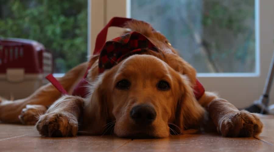 Irish Labrador
