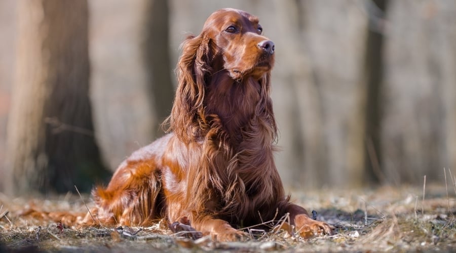 Red Setter Laying Down
