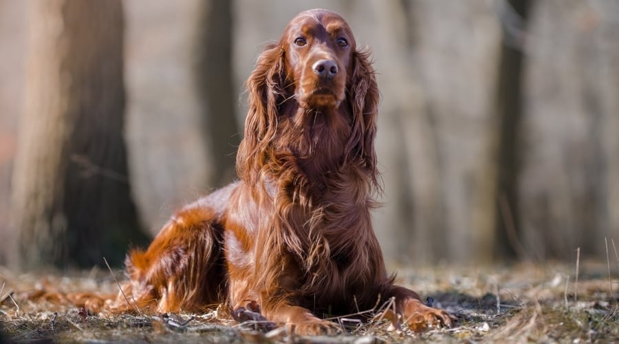 Irish Setter Outdoors in Woods