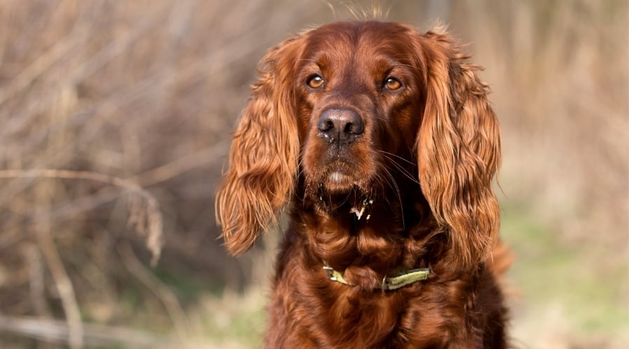 Red Coated Male Dog Outdoors