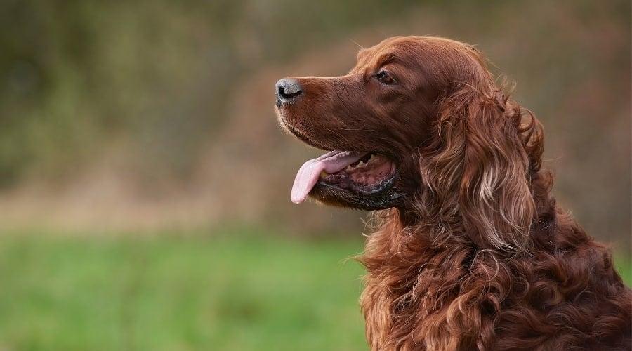 Red Setter Up Close