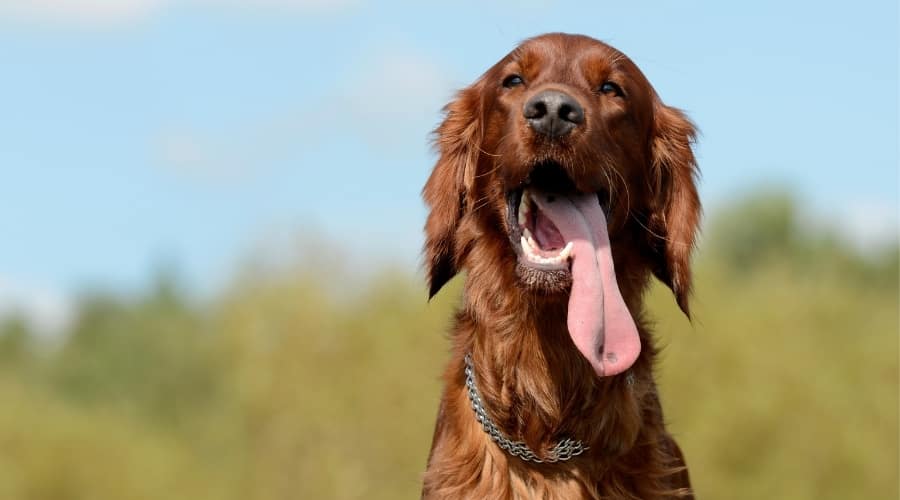 Irish Setter