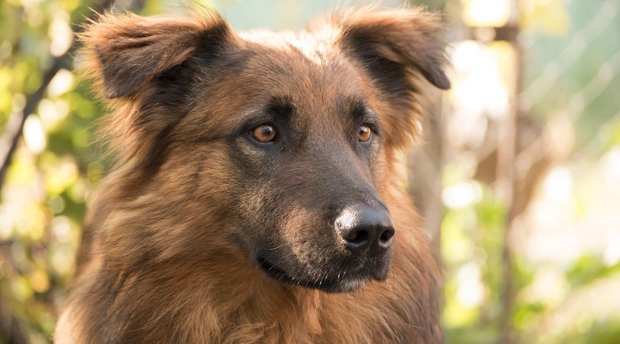 Irish Shepherd Mix