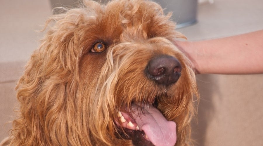 Irish Troodle Doodle Dog