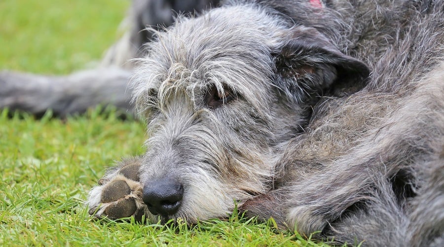 Irish Wolfhound Sleeping