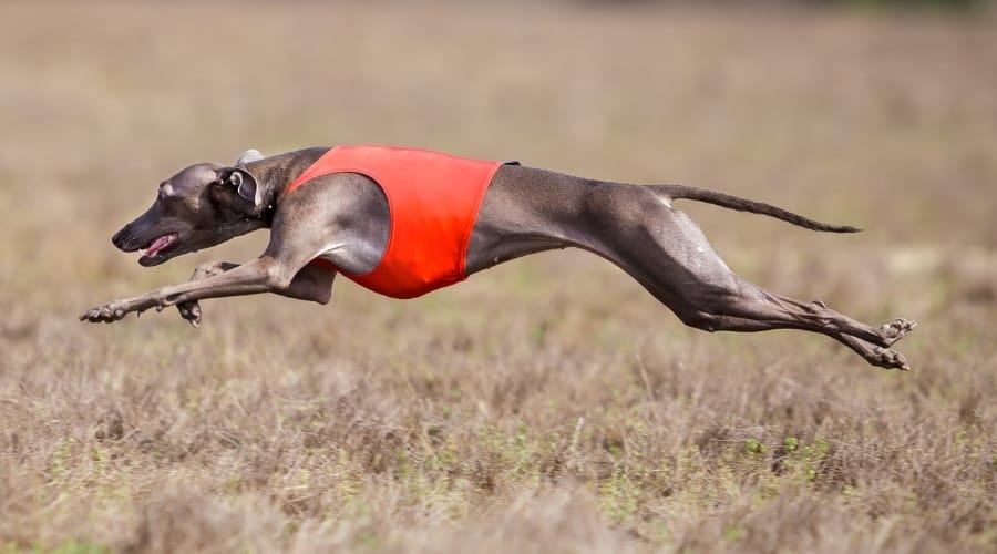 Italian Greyhound Running in Field