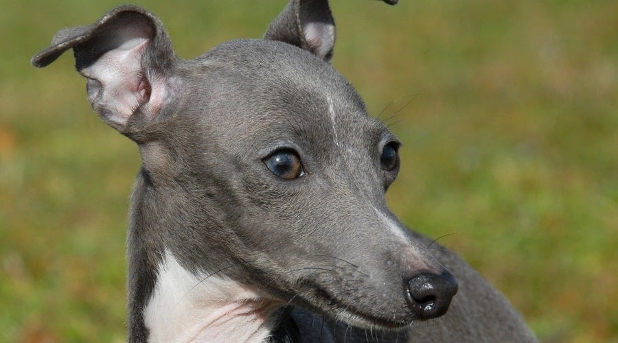 Italian Greyhound