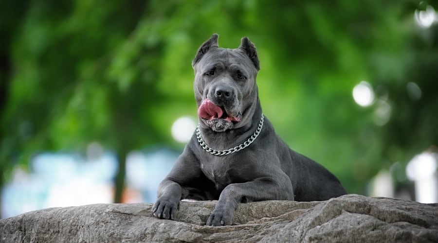 Italian Mastiff Looking at Camera