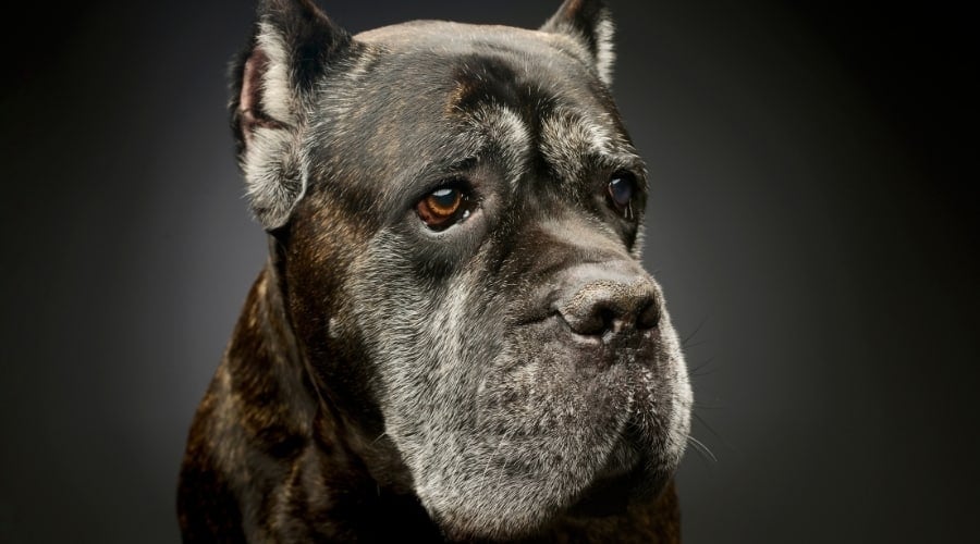 Italian Mastiff Rescue Older Dog