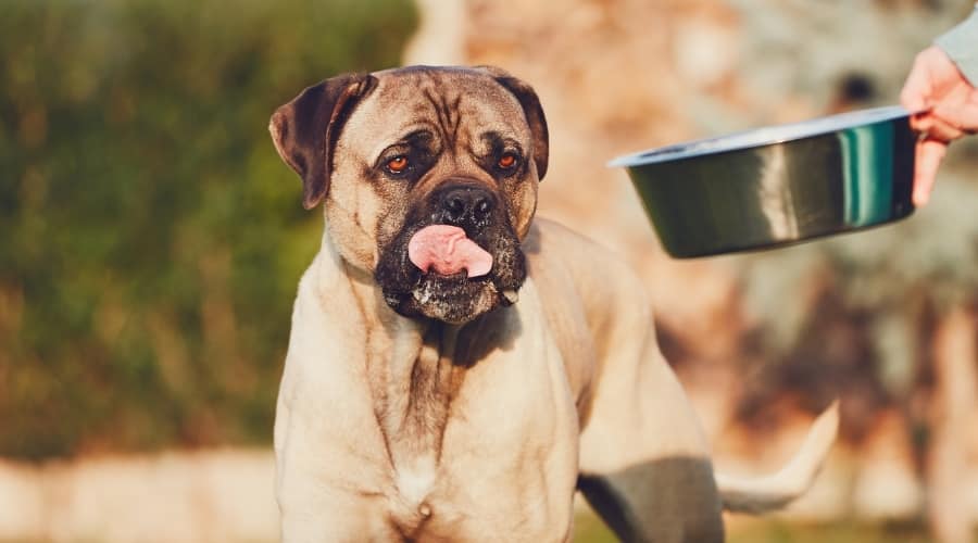 Italian Mastiff waiting on Dog Food