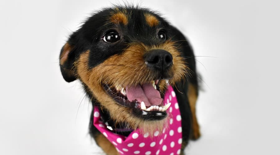 Italian Tzu