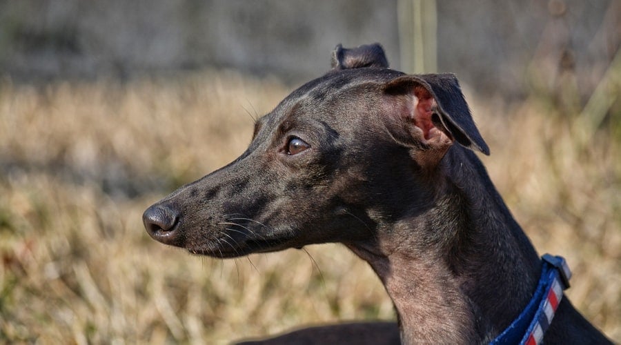 Italian Whippet