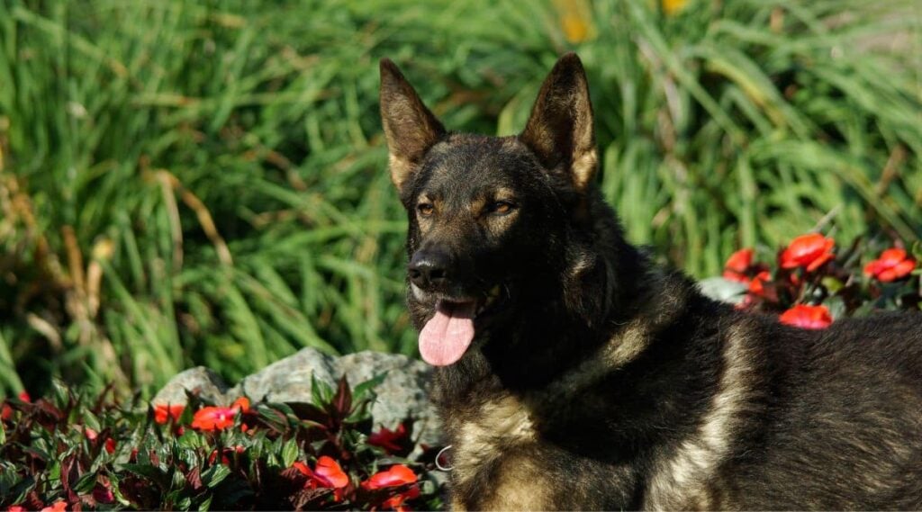 Italian wolf dog in outdoors grass with flowers