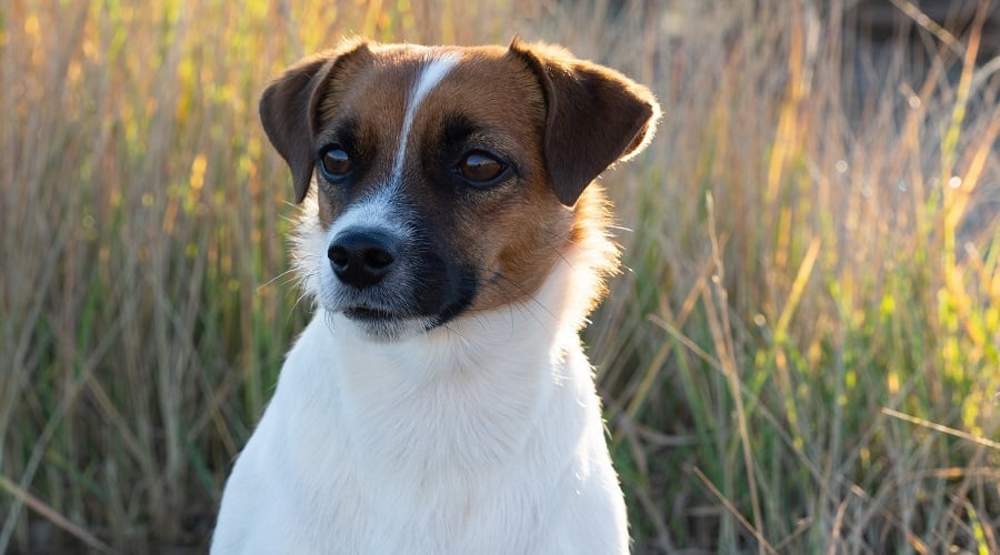 Jack Chi Mix