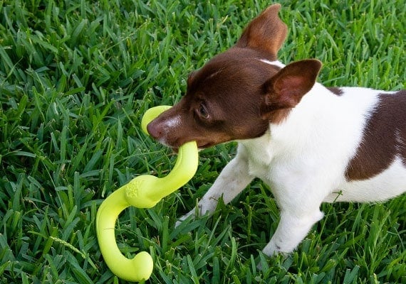 Jack Russel Terrier carrying West Paw Bumi Tug Toy in mouth