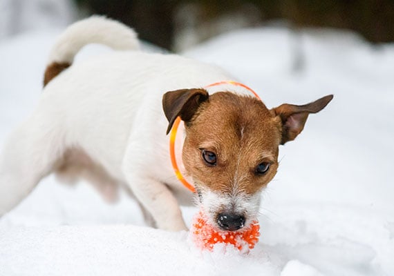 Jack Russel Terrier Wearing Orange LED dog collar in snow