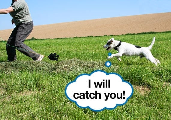 Jack Russel Terrier being exercised as he chases his owner in a grassy field