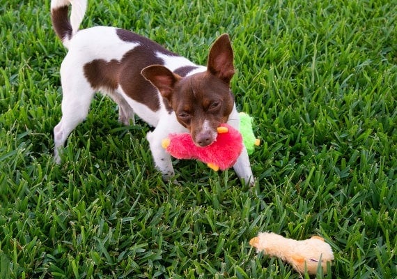 Jack Russel Terrier Biting DUckworth Duck Small plush toy on grass