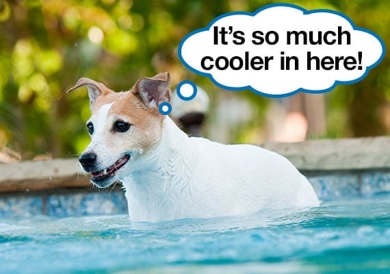 Jack Russel Terrier cooling off on a hot day in swimming pool