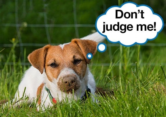 Jack Russel Terrier digging in dirt then eating it with speech bubble