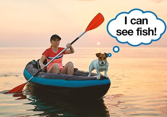 Jack Russel Terrier standing on the front of kayak while woman uses oars to paddle
